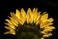 Lateral close up of a sunflower glowing in the dark Royalty Free Stock Photo