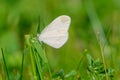 Pieridae butterfly