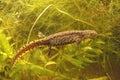 Lateral closeup of an aquatic female  alpine salamander, Ichthyosaura alpestris veluchiensis Royalty Free Stock Photo