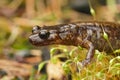 Lateral closeup of Dunn`s salamander , Plethodon dunni in Columbia river gorge , Oregon