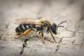 Lateral Closeup of a female White bellied Mining Bee , Andrena gravida on a piece of wood Royalty Free Stock Photo