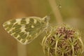 Lateral closeup of an isolated Bath white butterfly, Pontia daplidice Royalty Free Stock Photo