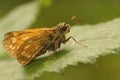 Lateral closeup of the large skipper , Ochlodes sylvanus sitting