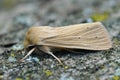 Lateral closeup of the pale brown common wainscot moth, Mythimna pallens.