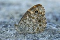 Lateral closeup of Wall brown butterfly , Lasiommata megera, witth closed wings