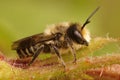 Lateral coseup on a male Patchwork leafcutter bee, Megachile centuncularis, Royalty Free Stock Photo