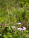 lateral detail of a mauve flower in blossom with a bee