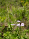 lateral detail of a mauve flower in blossom with a bee