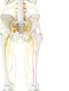 The Lateral Femoral Cutaneous Nerve Royalty Free Stock Photo