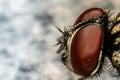 Lateral Fly Head Royalty Free Stock Photo