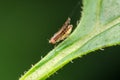 Lateral of Fruit fly, Drosophilidae, Pune, Maharashtra Royalty Free Stock Photo