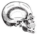 Lateral head region, vintage engraving