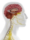 The lateral internal brain anatomy