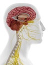 The lateral internal brain anatomy Royalty Free Stock Photo