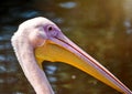 Lateral portrait of a bright pink pelican, Pelecanus, with closed beak, isolated against blurred background with lots of free