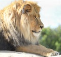 Lateral portrait of a Lion