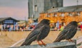 Lateral portrait oftwo thickly pawed jackdaw Corvus monedula Royalty Free Stock Photo