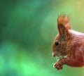 Lateral portrait of a red European squirrel, Sciurus vulgaris, nibbling on a seed, cropped against blurred background