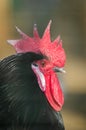Lateral portrait of a rooster with black feathers and red crest and eye. Spain