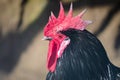 Lateral portrait of a rooster with black feathers and red crest and eye. Spain
