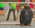 Lateral portrait of a thickly pawed jackdaw Corvus monedula Royalty Free Stock Photo