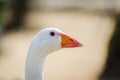 Lateral portrait of a white feathered domestic goose. Spain