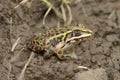 Lateral side of Juvenile Bull frog - hoplobatrachus tigerinus Royalty Free Stock Photo