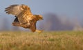 Lateral or side view of Western Marsh Harrier motion attack in speed flight with spreaded talons and claws Royalty Free Stock Photo