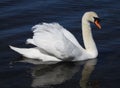 Lateral view on beautiful swan floating on water. Royalty Free Stock Photo