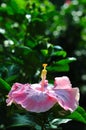 A Lateral View of a Colorful Hibiscus