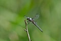 Lateral view of a female Blue Dasher dragonfly resting on a branch Royalty Free Stock Photo