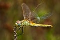 Lateral view of female red-veined darter dragon fly - Sympetrum fonscolombii