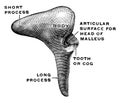 Lateral View of the Incus, vintage illustration