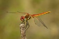 Lateral view of male red-veined darter dragon fly - Sympetrum fonscolombii Royalty Free Stock Photo