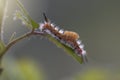 Lateral view of an orgia recens caterpillar in its larval stage, ready to become a chrysalis and then a butterfly. hairy