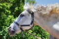 White horse head and neck profile, detail Royalty Free Stock Photo