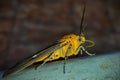 Tropical tiger moth extending its proboscis