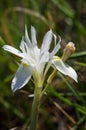 Lateral view of white Barbary nut flower - Gynandriris sisyrinchium Royalty Free Stock Photo