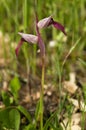 Lateral view of wild Tongue Orchid - Serapias lingua