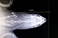 Lateral x-ray film of softshell turtle