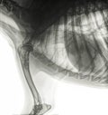 X-ray of the front part of a dog with bone cancer osteosarcoma Royalty Free Stock Photo