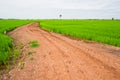Laterite road in the rice field Royalty Free Stock Photo