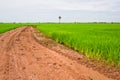 Laterite road in the rice field Royalty Free Stock Photo