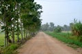 Lateritic soil road at countryside morning time Royalty Free Stock Photo