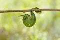 Latest instar caterpillar of common nawab butterfly Polyura at