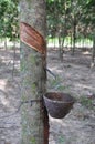 Latex being collected from a tapped rubber tree
