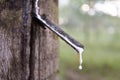 Latex being collected from a wounded rubber tree