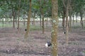 Latex being collected from a wounded rubber tree