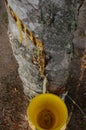 Latex collected from a tapped rubber tree. Royalty Free Stock Photo