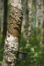 Latex Collection At A Rubber Plantation,Malaysia Royalty Free Stock Photo